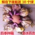 香水百合花种球盆栽花卉室内室外四季好养活植物开花重瓣花苗