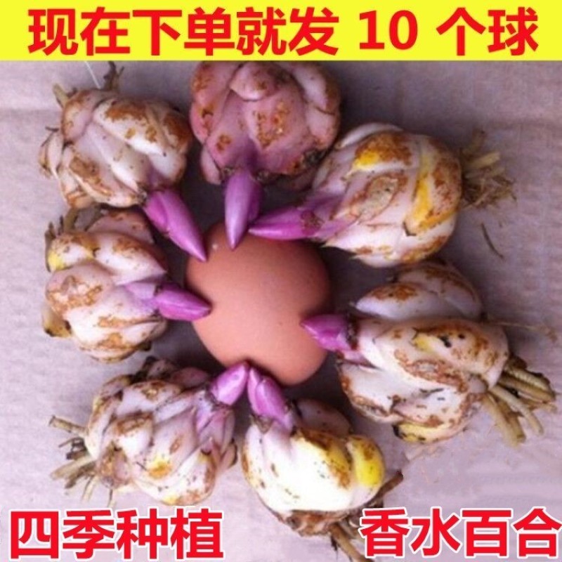 香水百合花种球盆栽花卉室内室外四季好养活植物开花重瓣花苗