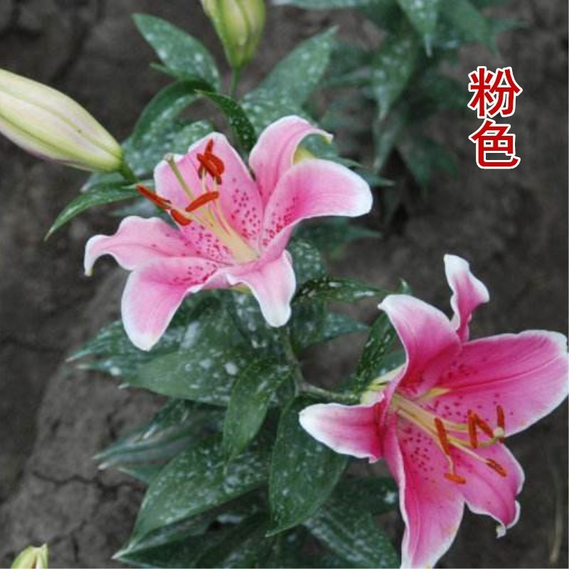 香水百合花种球盆栽花卉室内室外四季好养活植物开花重瓣花苗