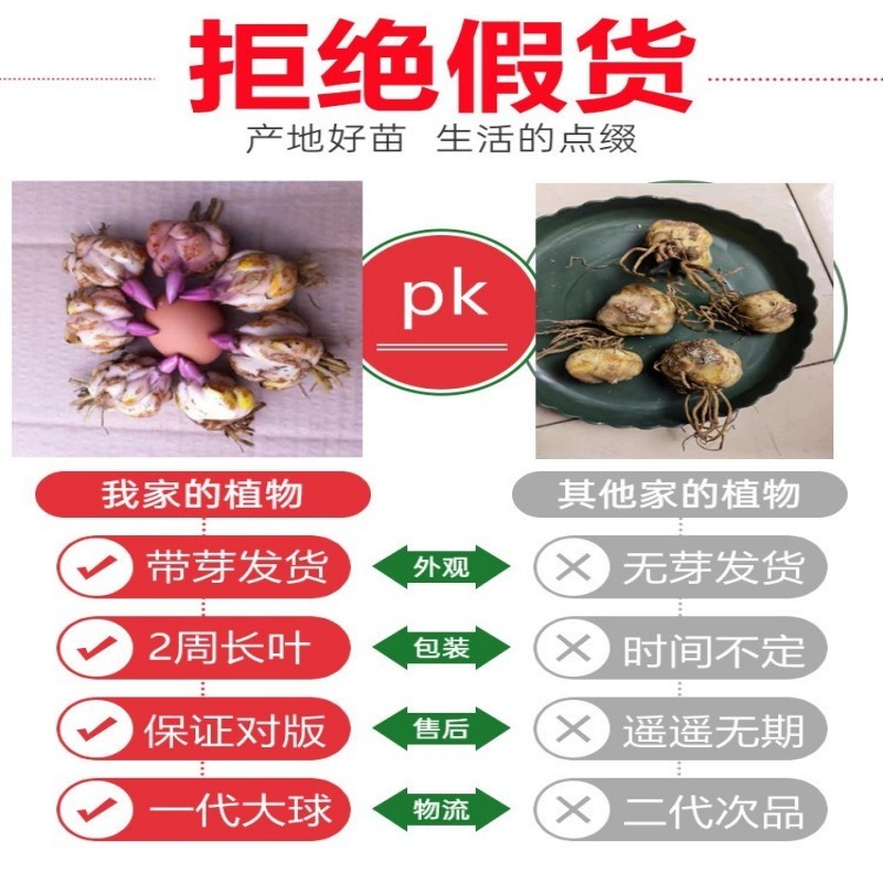 香水百合花种球盆栽花卉室内室外四季好养活植物开花重瓣花苗