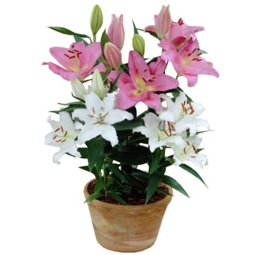 香水百合花种球盆栽花卉室内室外四季好养活植物开花重瓣花苗