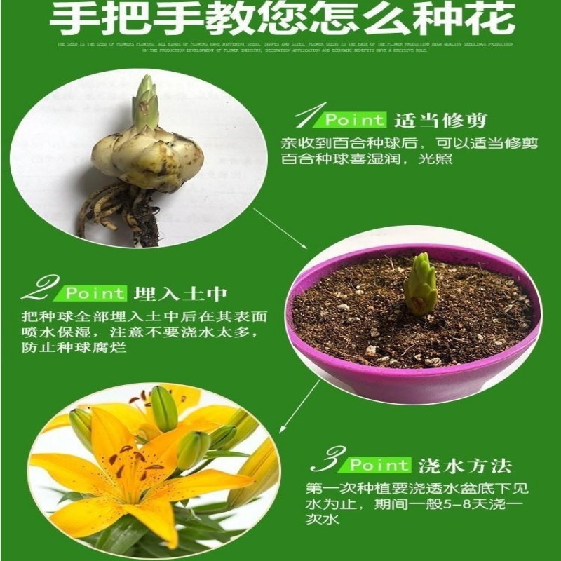 香水百合花种球盆栽花卉室内室外四季好养活植物开花重瓣花苗
