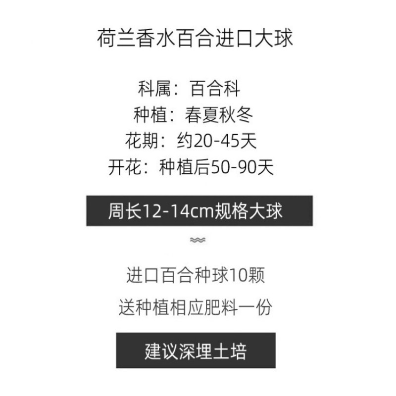 香水百合花种球盆栽花卉室内室外四季好养活植物开花重瓣花苗