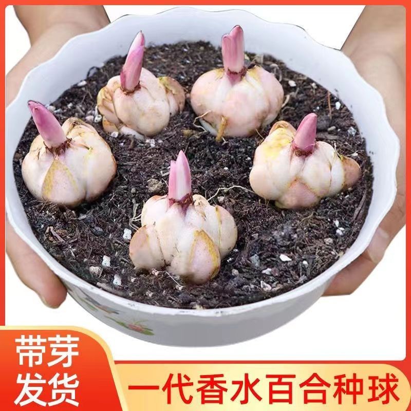香水百合花种球盆栽花卉室内室外四季好养活植物开花重瓣花苗