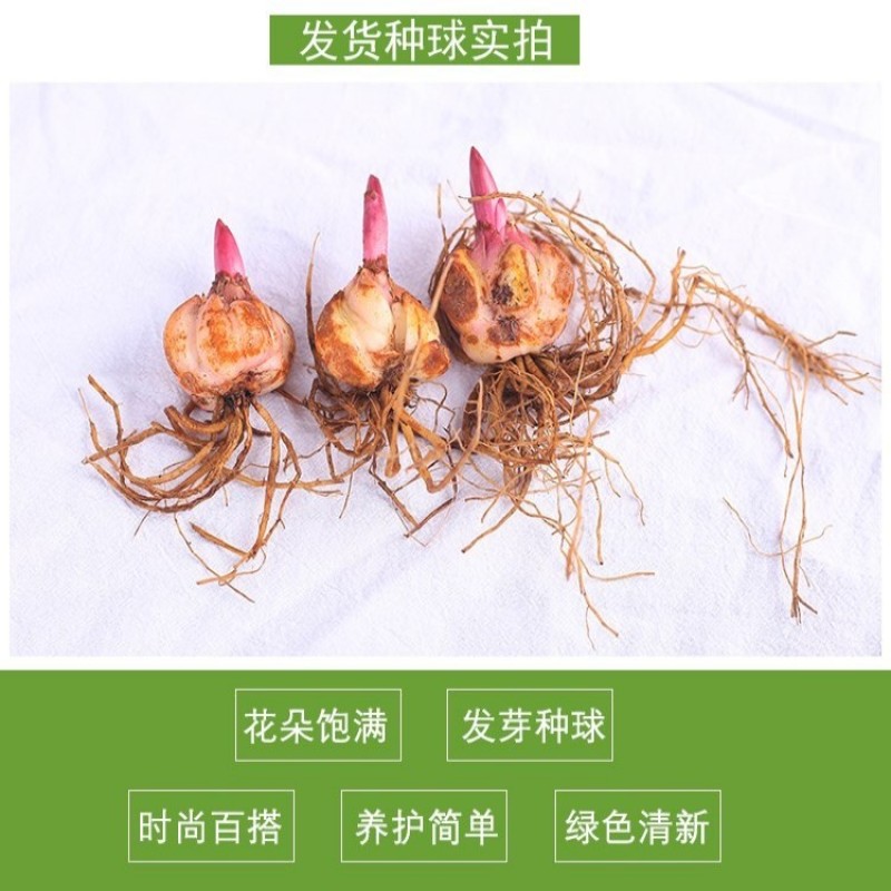香水百合花种球盆栽花卉室内室外四季好养活植物开花重瓣花苗