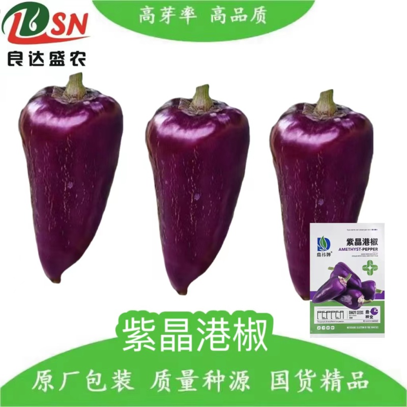 紫晶港椒种子结果能力强颜色紫红