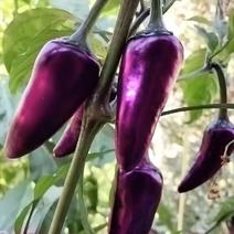 紫晶港椒种子结果能力强颜色紫红