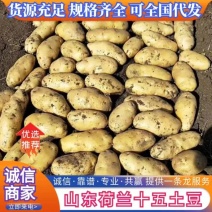 山东精品土豆荷兰十五土豆，产地直发，物美价廉，全国发货