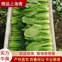 【精品】山东上海青油菜快菜实力代办代收全国发货一条龙