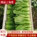 【精品】山东上海青油菜快菜实力代办代收全国发货一条龙