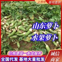 山东萝卜冷库养殖萝卜，大量上市，货源充足全国发货