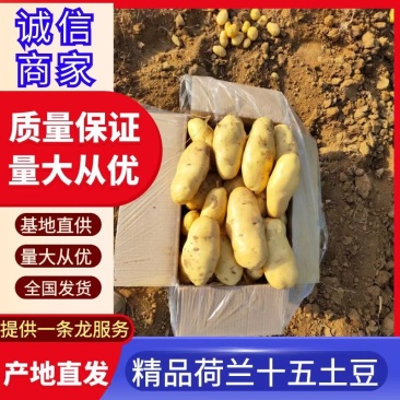 新货上市，新货上市，产地直发一手货源，量大质优荷兰土豆