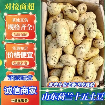 『好货推荐』山东荷兰十五土豆颜色亮条形好量大欢迎选购