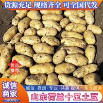 山东新土豆荷兰新土豆大量供应专业工人分捡质量保证