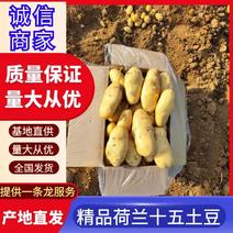 【推荐】山东土豆荷兰十五土豆冷库土豆大量供应规格齐全