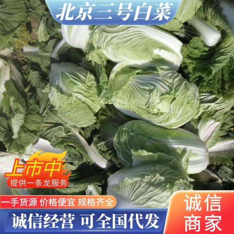 北京新三号白菜4~6斤净菜产地直供质优价廉欢迎采购