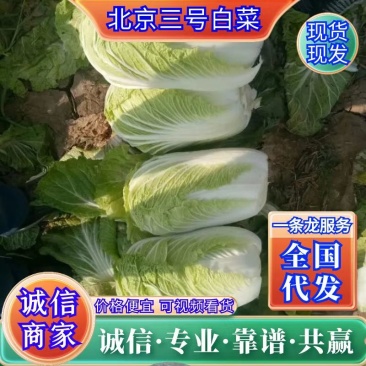 山东肥城北京三号大白菜4~6斤一手货源一条龙服务