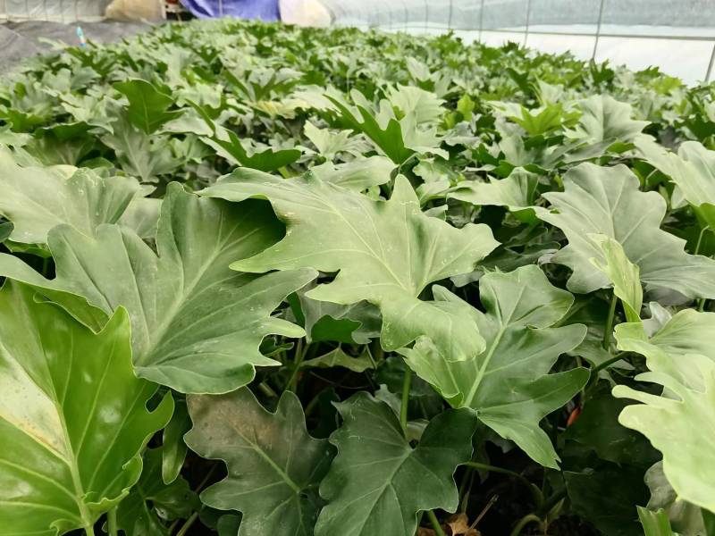 春羽大杯小杯出售春羽基地批发春羽工程苗