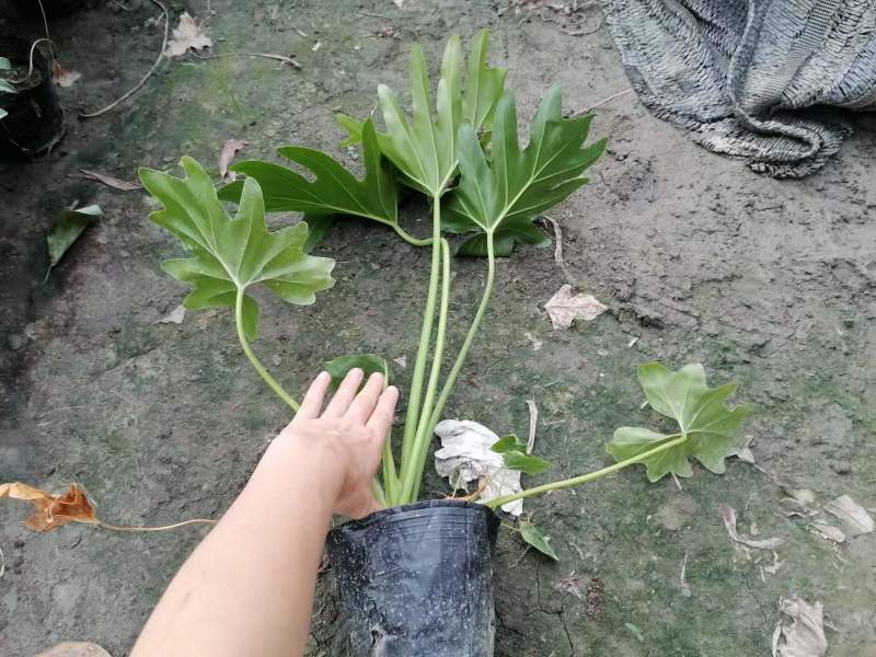 春羽大杯小杯出售春羽基地批发春羽工程苗