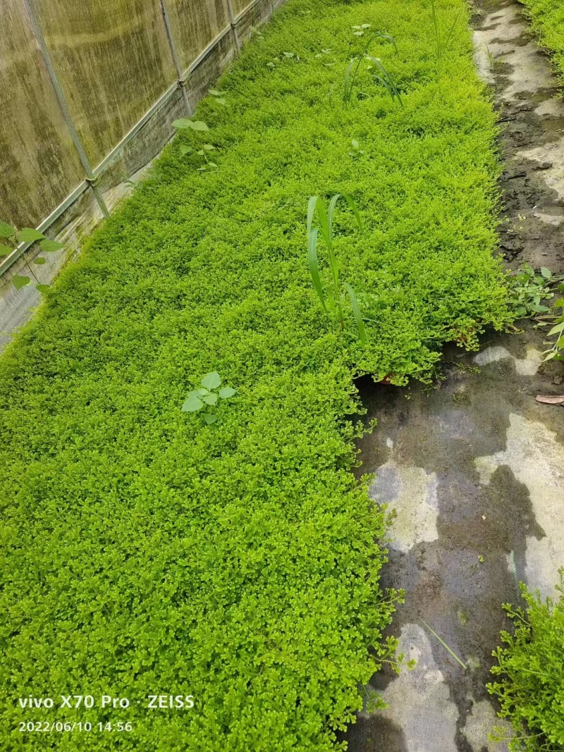 翠云草基地翠云草批发情人草杯苗大杯小杯