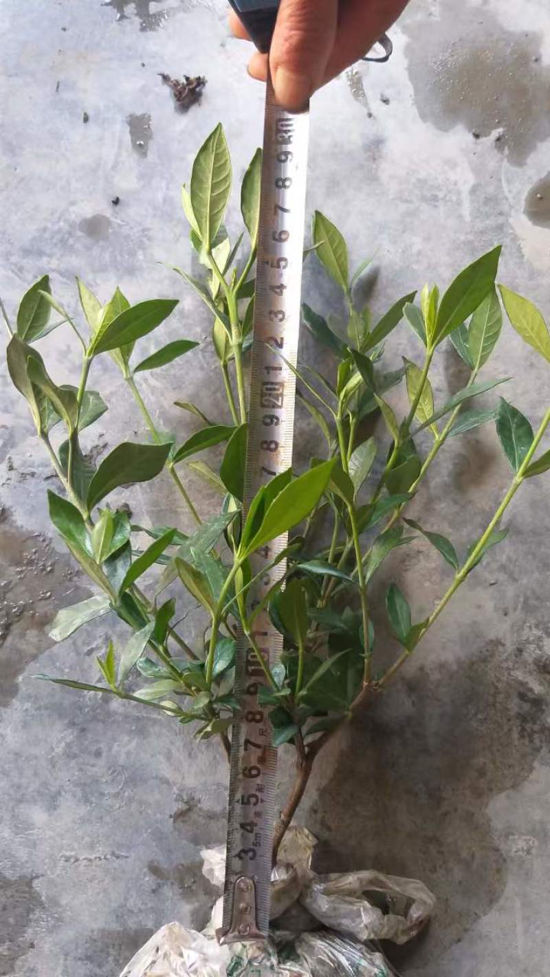 二栀子杯苗地苗出售小叶栀子基地批发栀子价格