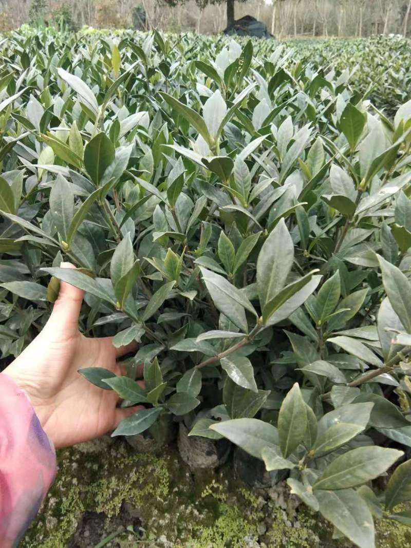二栀子杯苗地苗出售小叶栀子基地批发栀子价格
