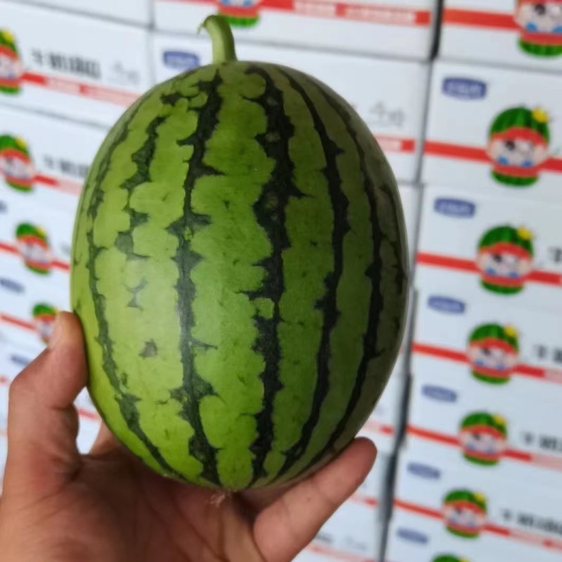 早春红玉牛奶西瓜新鲜上市安徽产地直供，口感好，糖度高，开发票