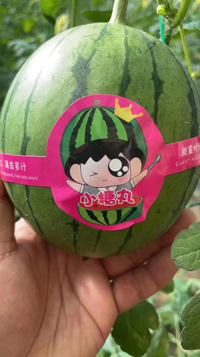 早春红玉牛奶西瓜新鲜上市安徽产地直供，口感好，糖度高，开发票