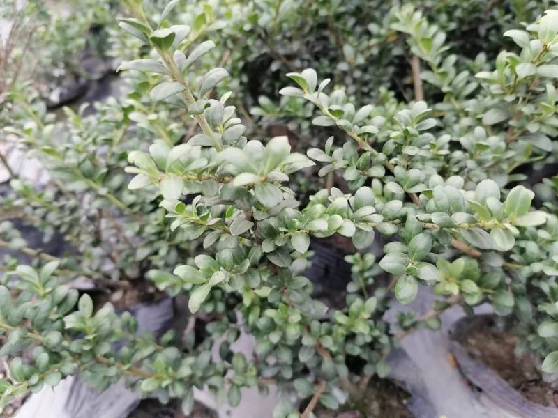 龟甲冬青地苗龟甲冬青杯苗龟甲冬青球基地出售