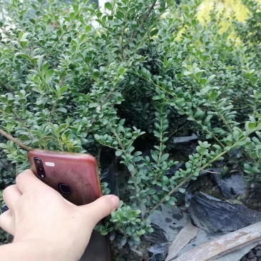 龟甲冬青地苗龟甲冬青杯苗龟甲冬青球基地出售