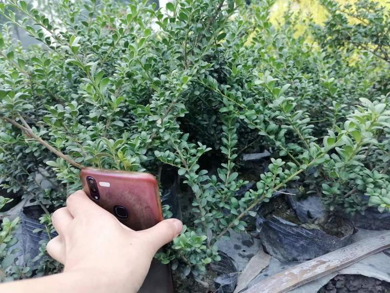 龟甲冬青地苗龟甲冬青杯苗龟甲冬青球基地出售
