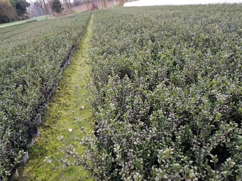 龟甲冬青地苗龟甲冬青杯苗龟甲冬青球基地出售