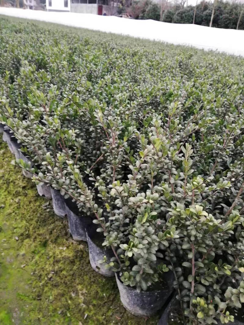 龟甲冬青地苗龟甲冬青杯苗龟甲冬青球基地出售