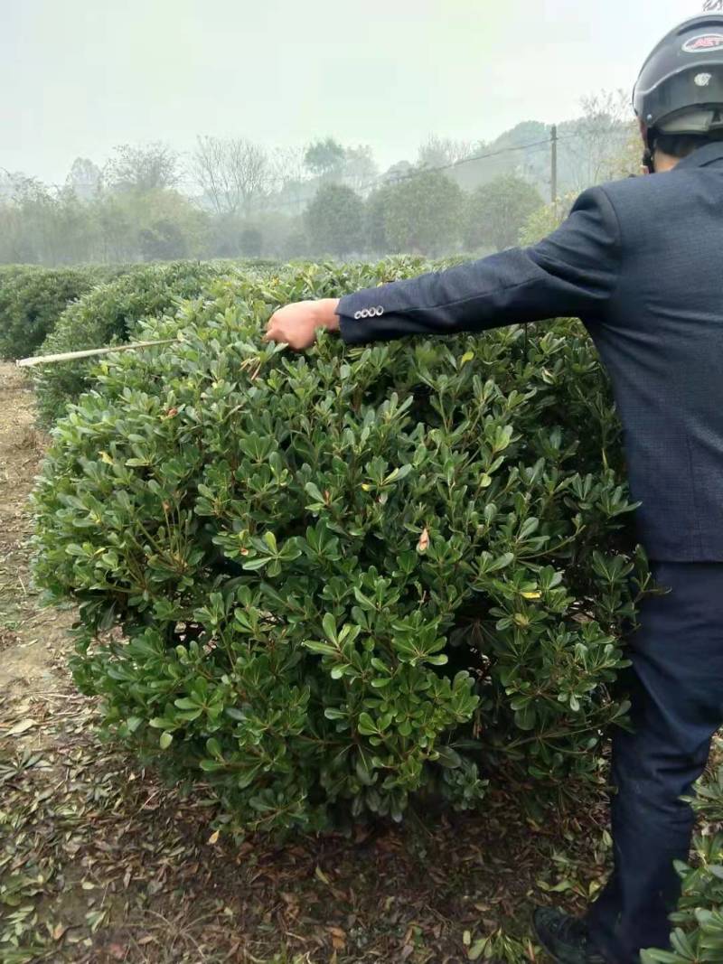 海桐球批发，精品球，海桐毛球，海桐杯苗出售