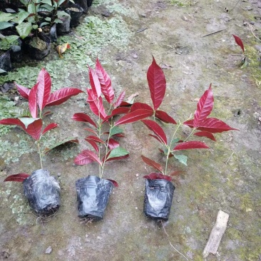 红背桂小杯苗子红背桂基地红背桂工程苗出售