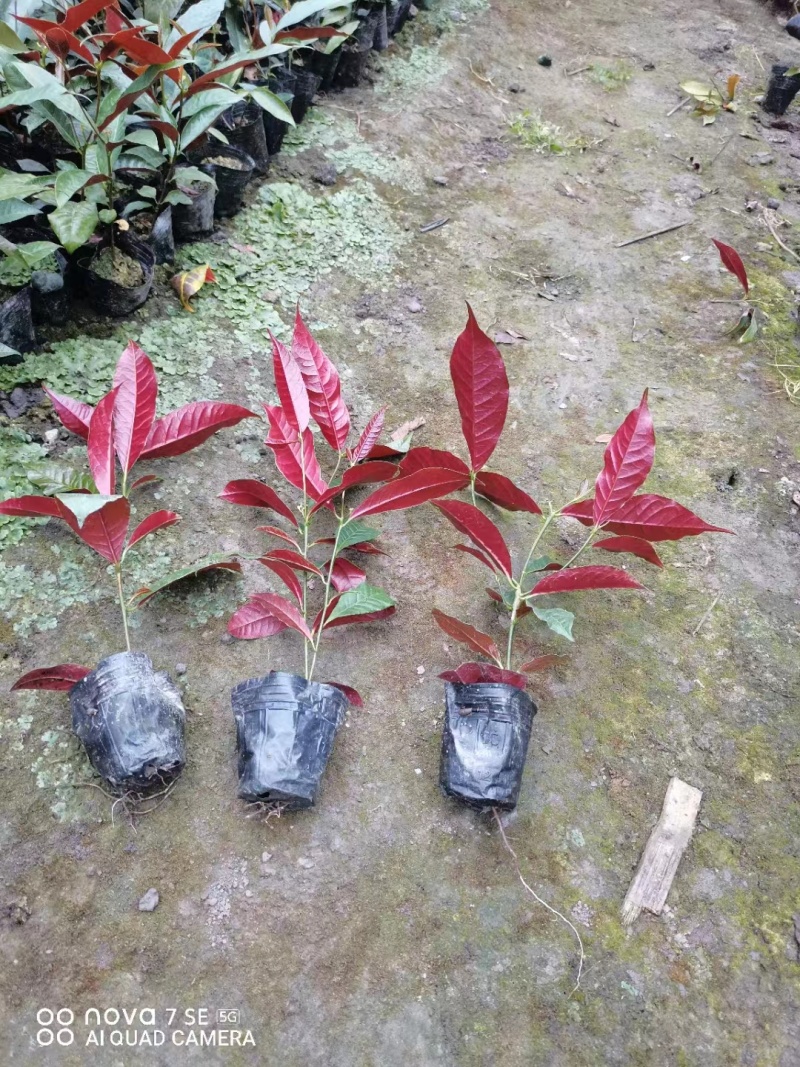 红背桂小杯苗子红背桂基地红背桂工程苗出售