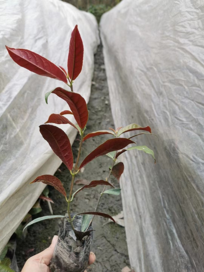 红背桂小杯苗子红背桂基地红背桂工程苗出售
