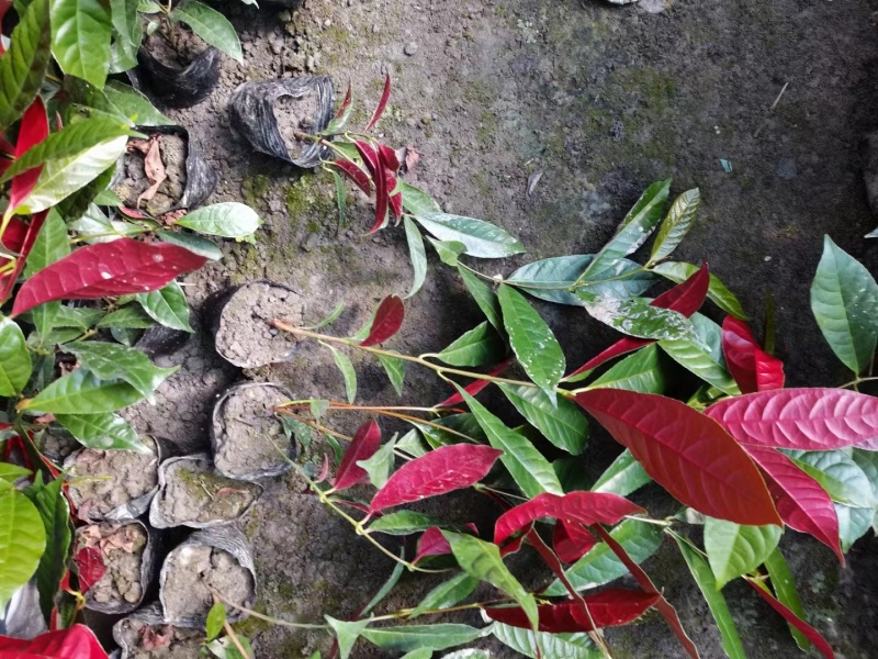 红背桂小杯苗子红背桂基地红背桂工程苗出售