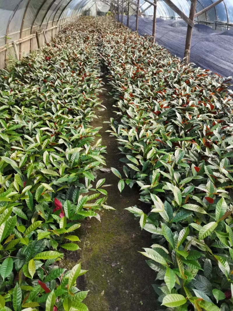 红背桂小杯苗子红背桂基地红背桂工程苗出售
