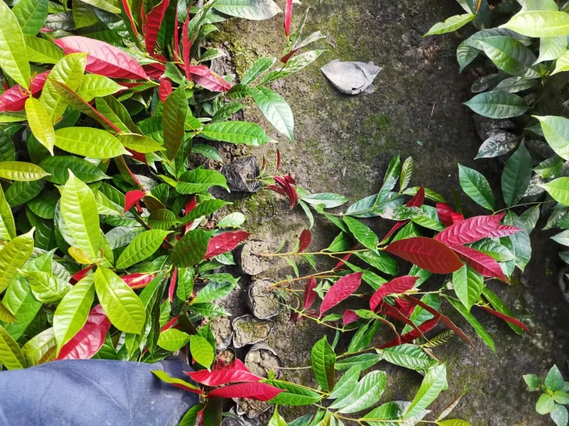 红背桂小杯苗子红背桂基地红背桂工程苗出售