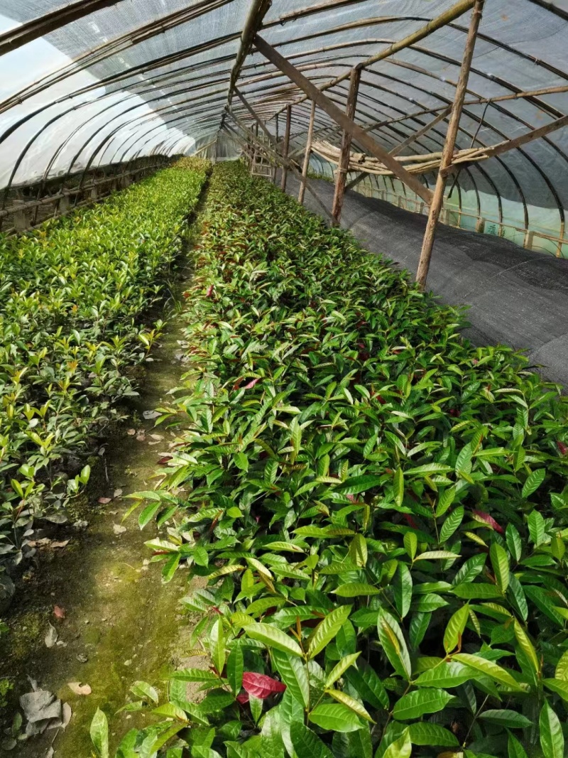 红背桂小杯苗子红背桂基地红背桂工程苗出售