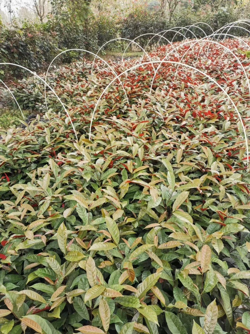 红背桂小杯苗子红背桂基地红背桂工程苗出售