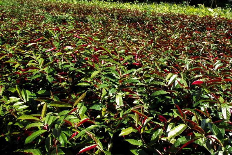 红背桂小杯苗子红背桂基地红背桂工程苗出售