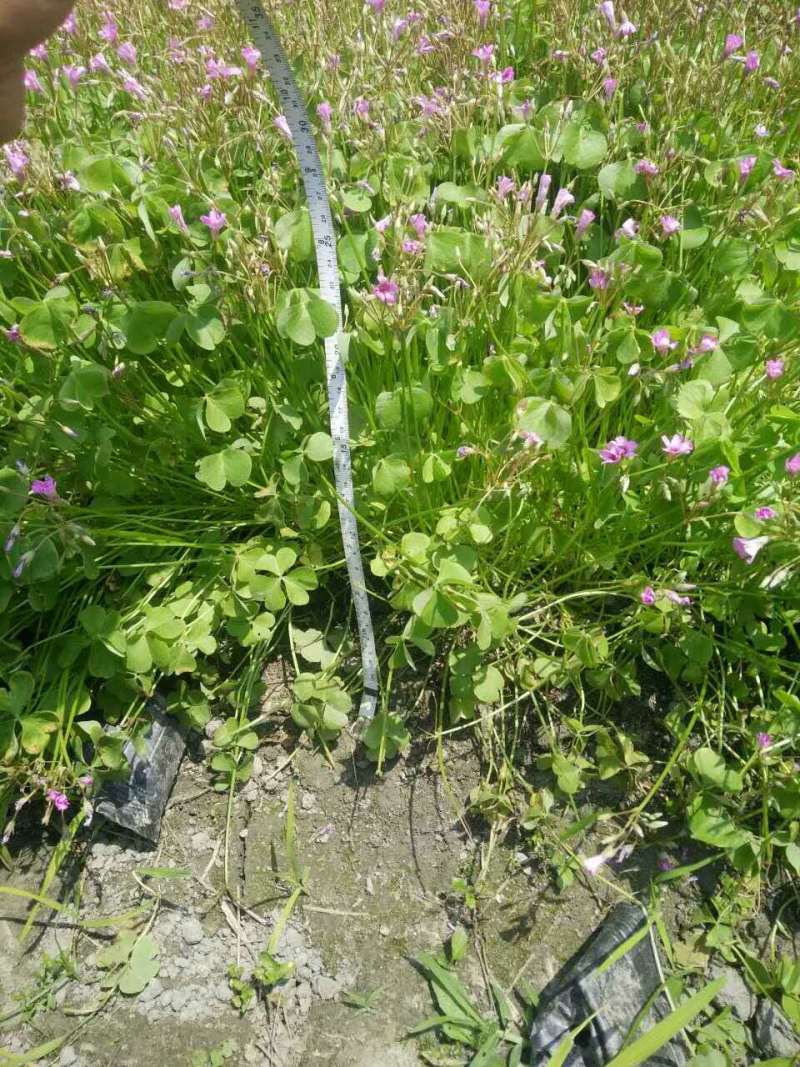红花醡浆草小杯紫叶酢浆草杯苗酢浆草基地批发