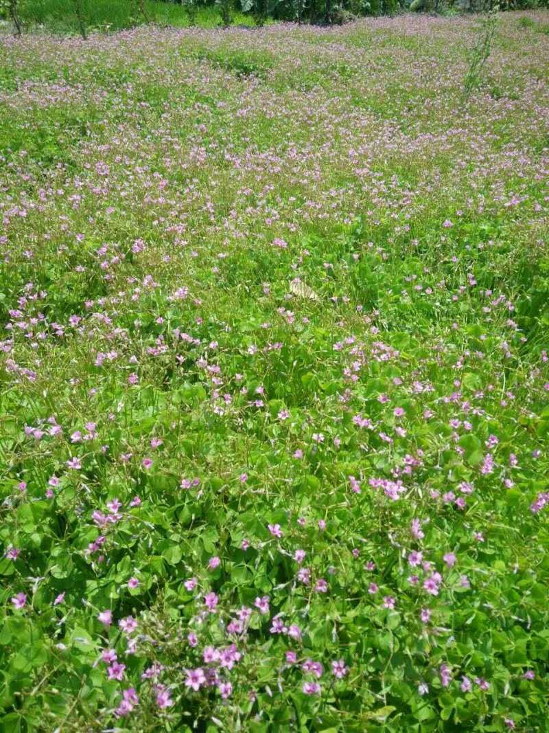 红花醡浆草小杯紫叶酢浆草杯苗酢浆草基地批发
