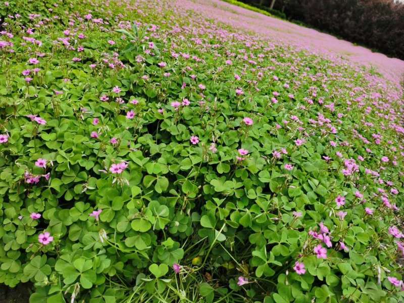 红花醡浆草小杯紫叶酢浆草杯苗酢浆草基地批发