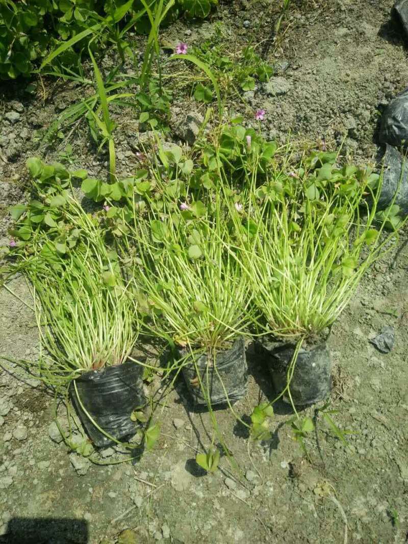 红花醡浆草小杯紫叶酢浆草杯苗酢浆草基地批发