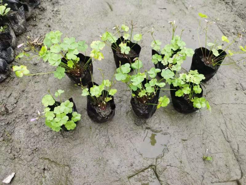 红花醡浆草小杯紫叶酢浆草杯苗酢浆草基地批发