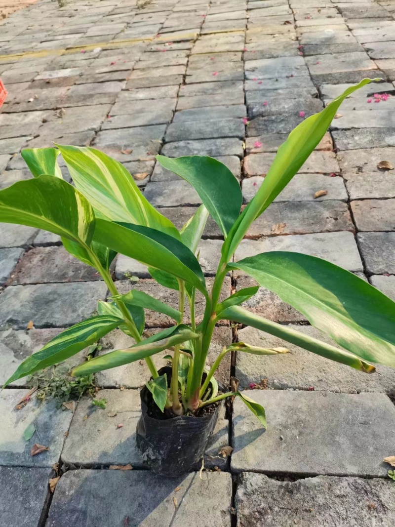 花叶良姜地苗出售花叶良姜杯苗供应花叶良姜工程苗