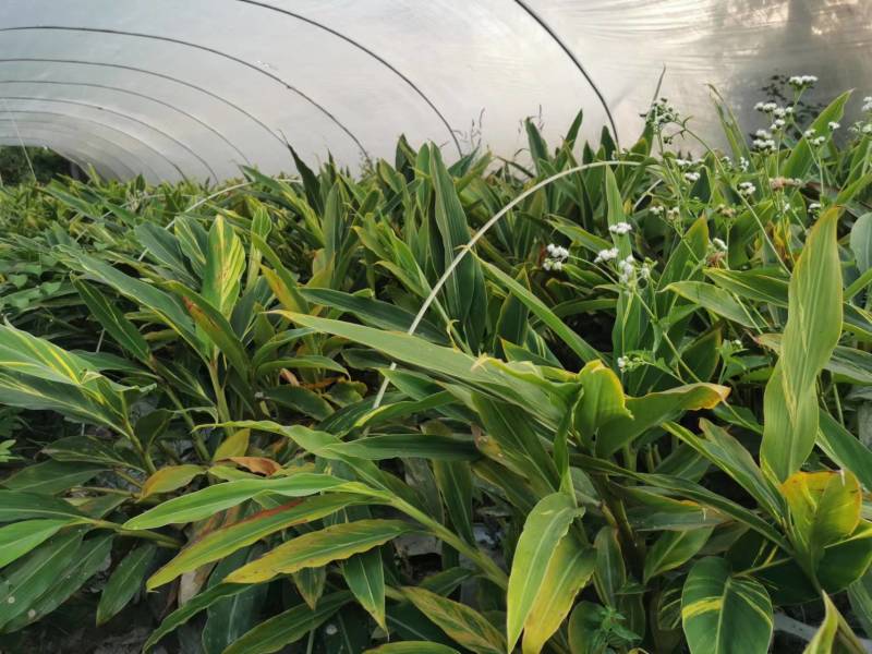 花叶良姜地苗出售花叶良姜杯苗供应花叶良姜工程苗